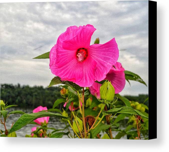 Lakeside Stunner - Canvas Print