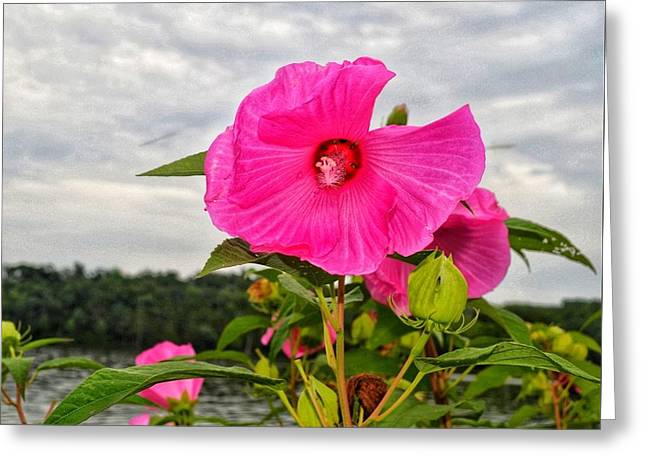 Lakeside Stunner - Greeting Card