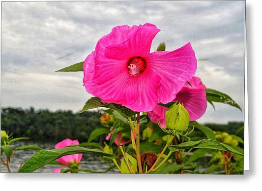 Lakeside Stunner - Greeting Card