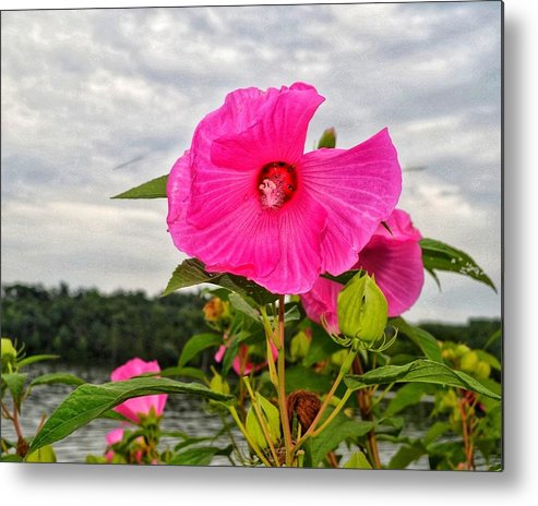 Lakeside Stunner - Metal Print
