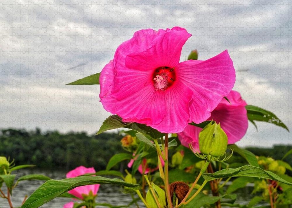 Lakeside Stunner - Puzzle