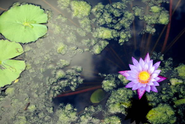 Lily Pad Pond - Art Print