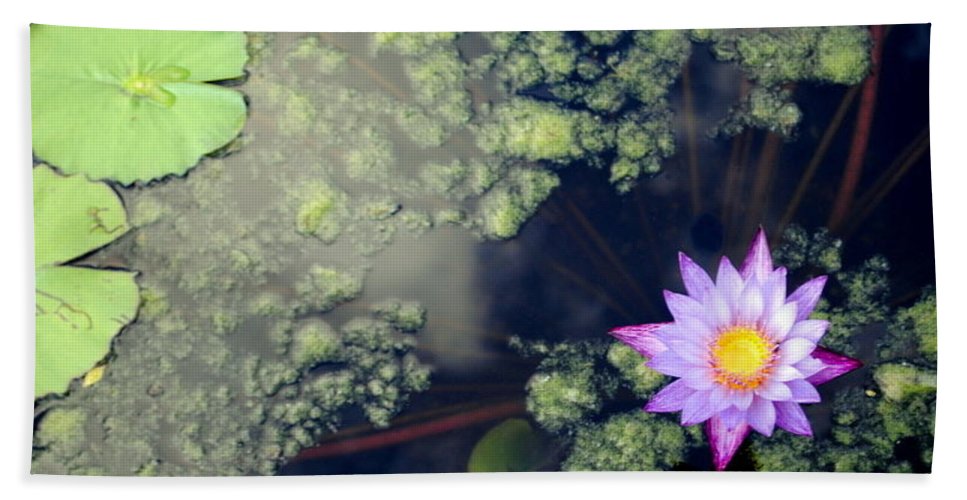 Lily Pad Pond - Beach Towel