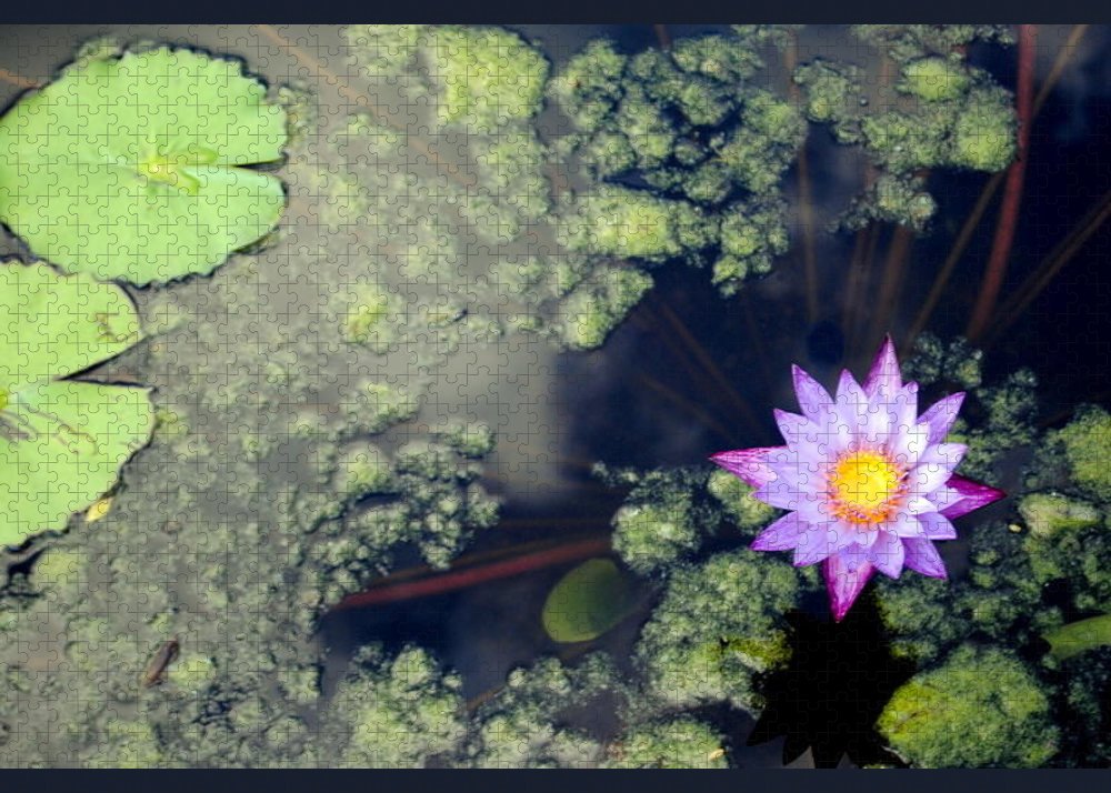 Lily Pad Pond - Puzzle