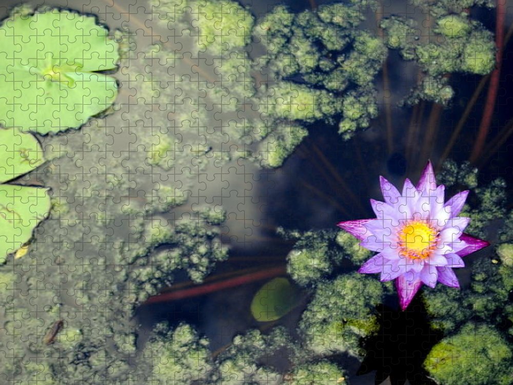 Lily Pad Pond - Puzzle