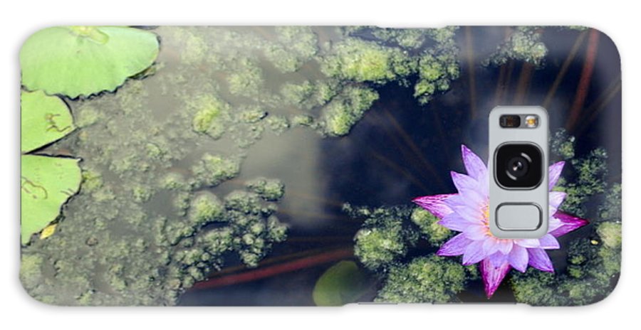 Lily Pad Pond - Phone Case