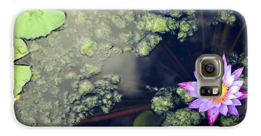 Lily Pad Pond - Phone Case