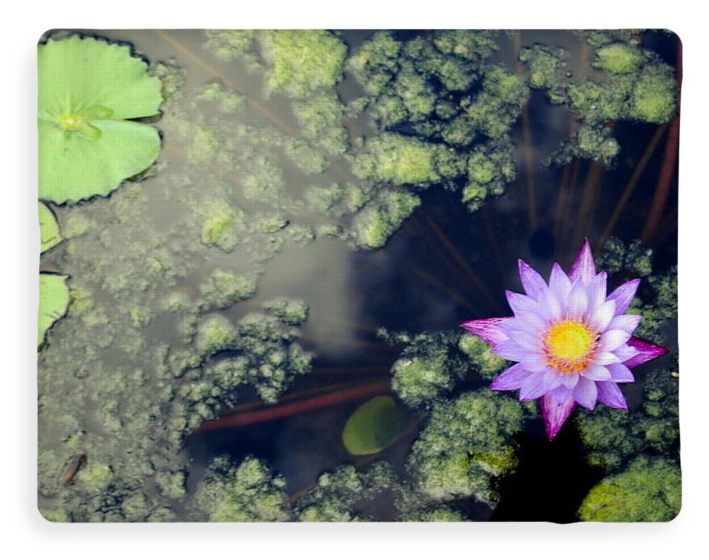 Lily Pad Pond - Blanket