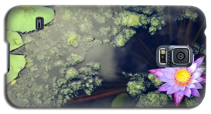 Lily Pad Pond - Phone Case