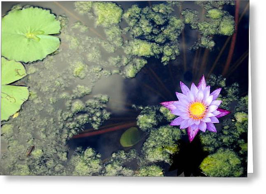 Lily Pad Pond - Greeting Card