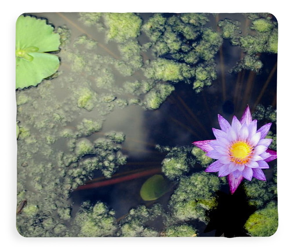 Lily Pad Pond - Blanket