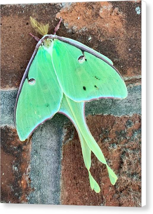 Lunar Moth - Canvas Print