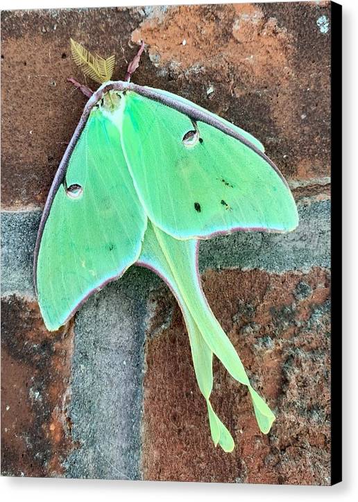 Lunar Moth - Canvas Print