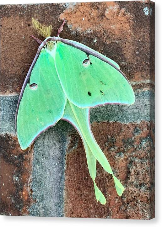 Lunar Moth - Canvas Print