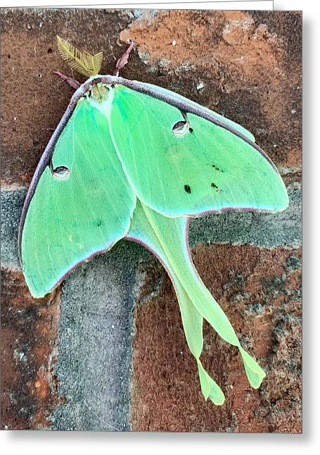 Lunar Moth - Greeting Card