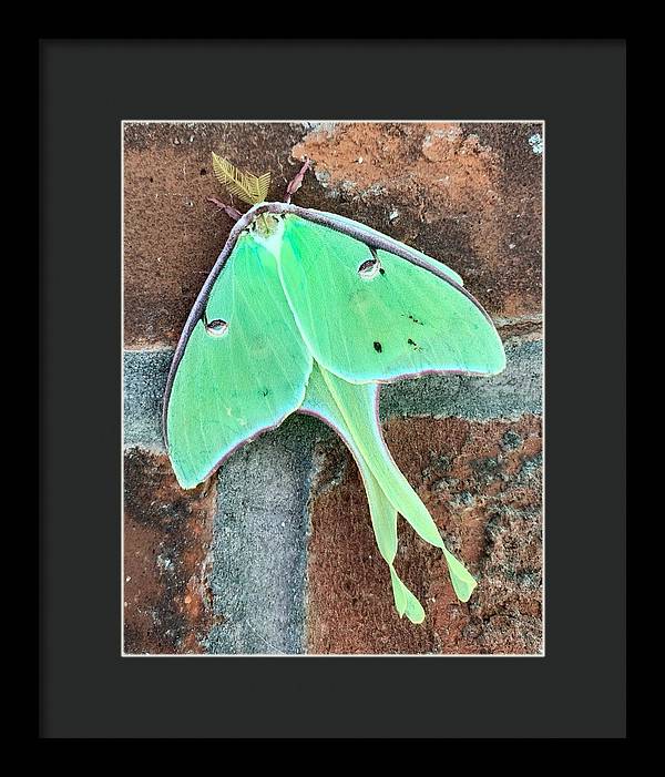 Lunar Moth - Framed Print