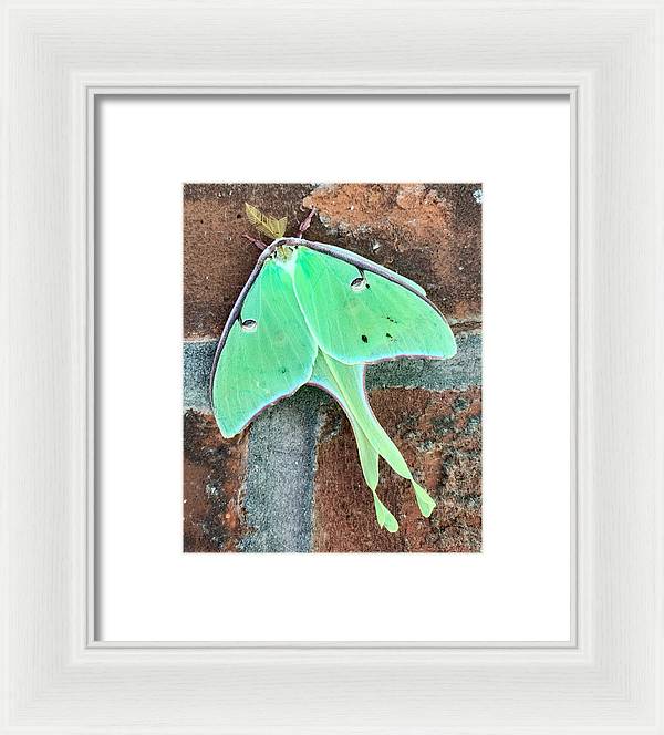 Lunar Moth - Framed Print