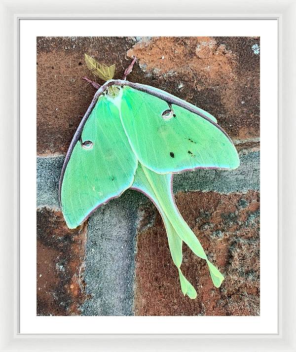 Lunar Moth - Framed Print