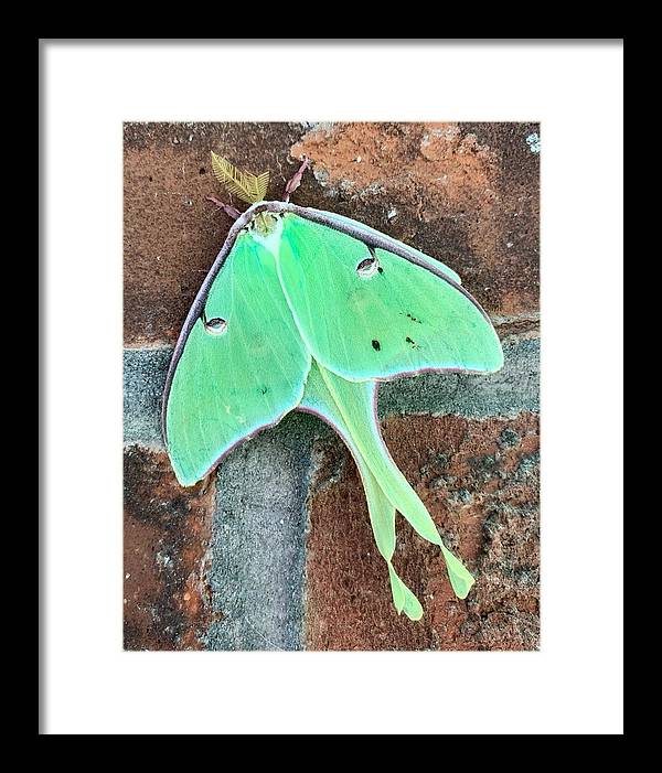 Lunar Moth - Framed Print