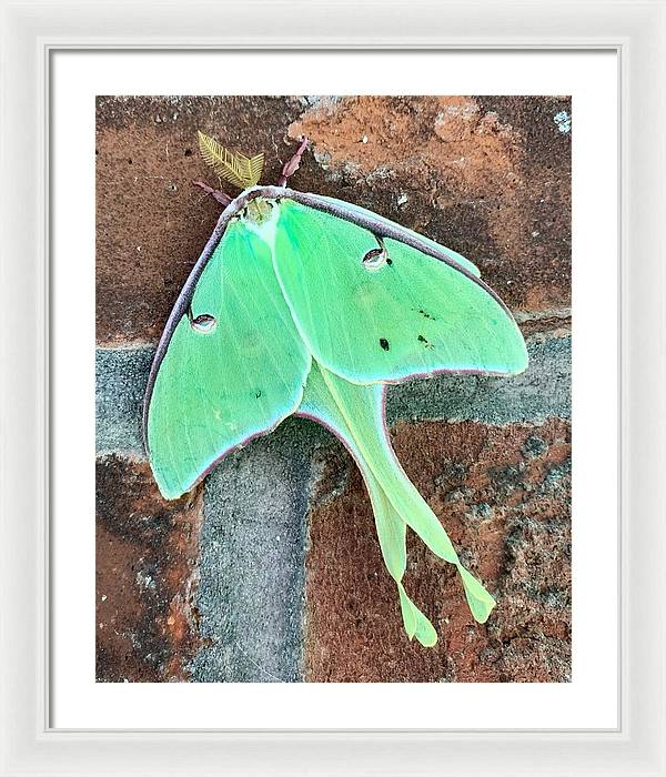 Lunar Moth - Framed Print