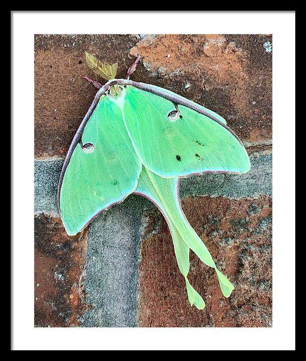 Lunar Moth - Framed Print