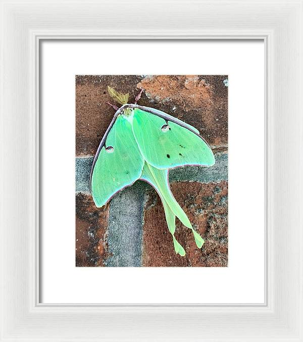 Lunar Moth - Framed Print