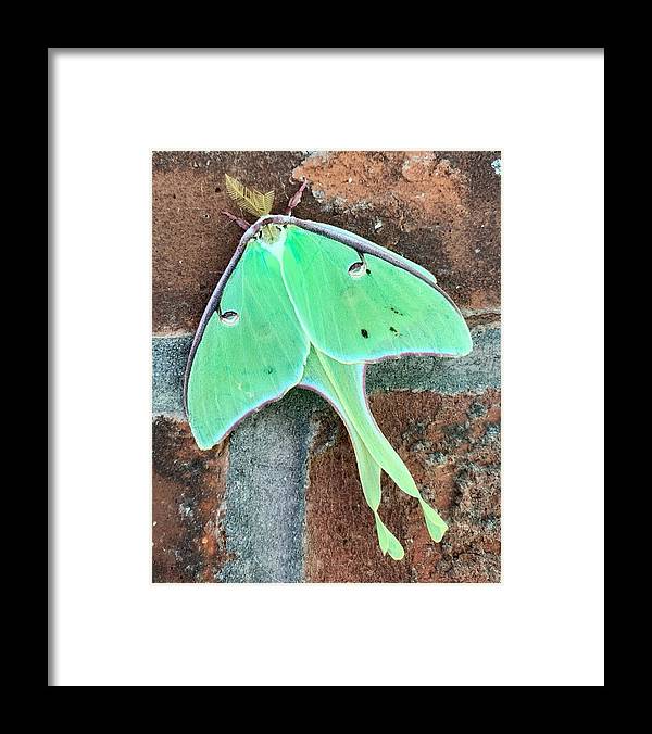 Lunar Moth - Framed Print