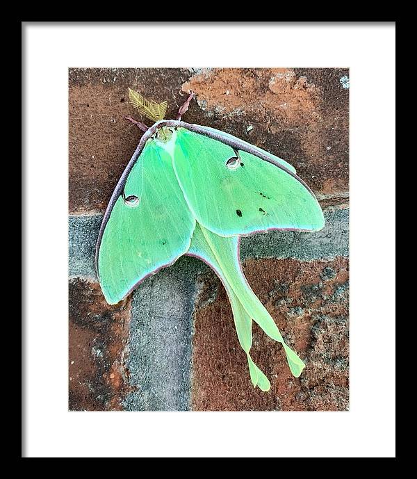 Lunar Moth - Framed Print