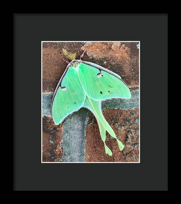 Lunar Moth - Framed Print