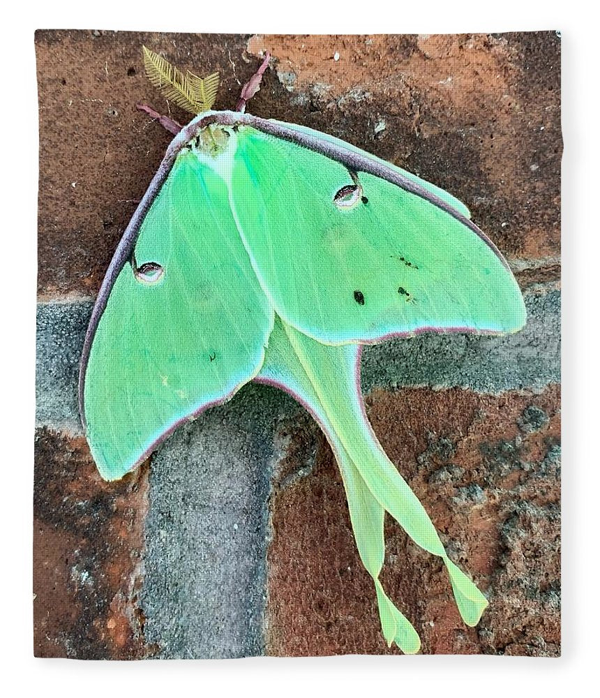 Lunar Moth - Blanket