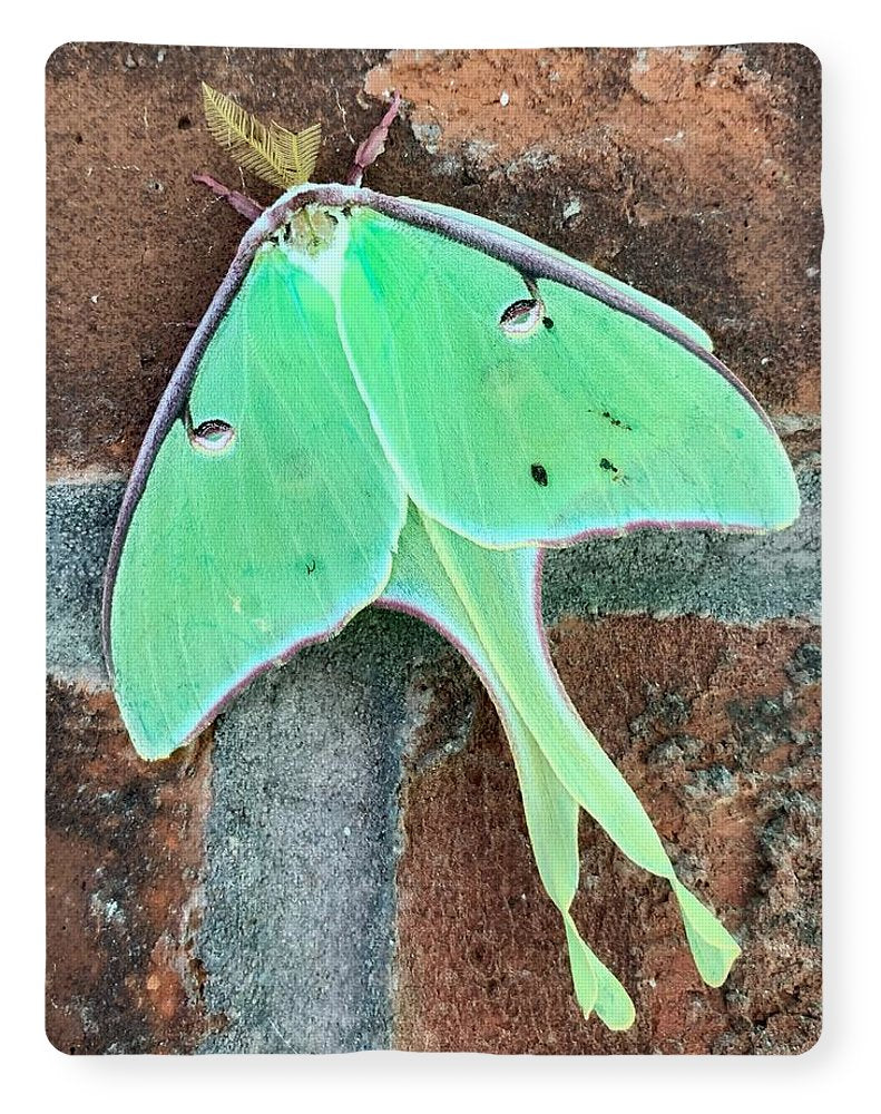 Lunar Moth - Blanket