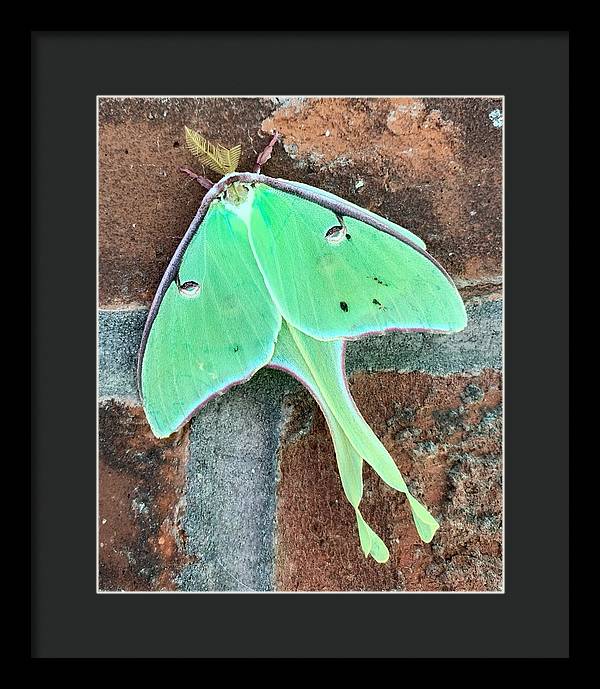 Lunar Moth - Framed Print