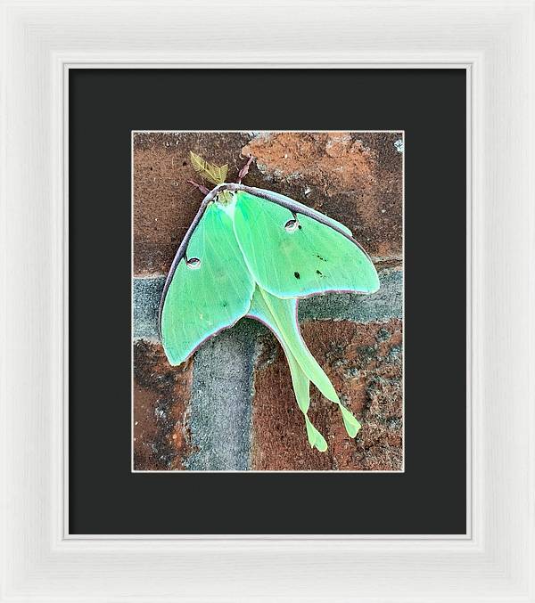 Lunar Moth - Framed Print