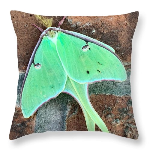 Lunar Moth - Throw Pillow