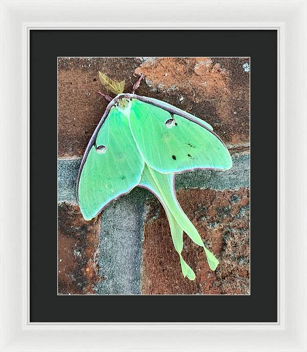 Lunar Moth - Framed Print