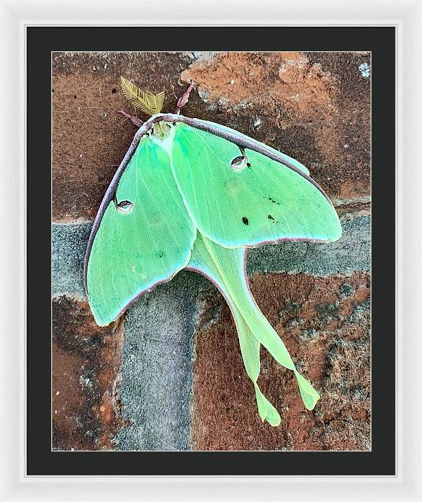 Lunar Moth - Framed Print