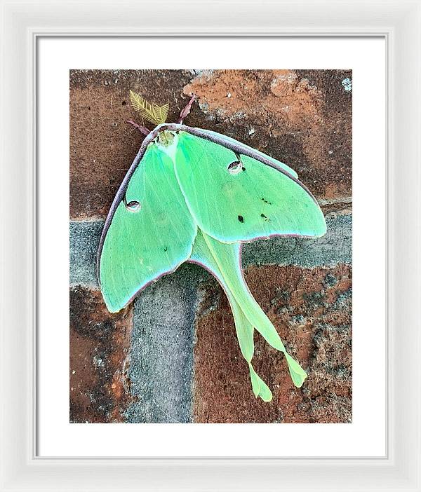 Lunar Moth - Framed Print