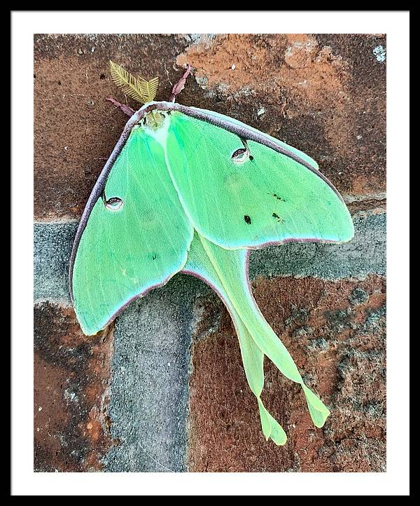 Lunar Moth - Framed Print