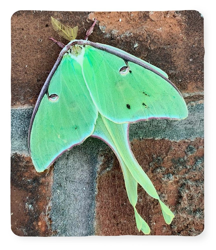 Lunar Moth - Blanket