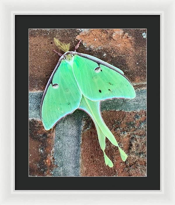 Lunar Moth - Framed Print