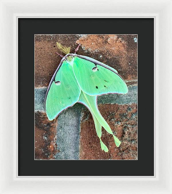 Lunar Moth - Framed Print