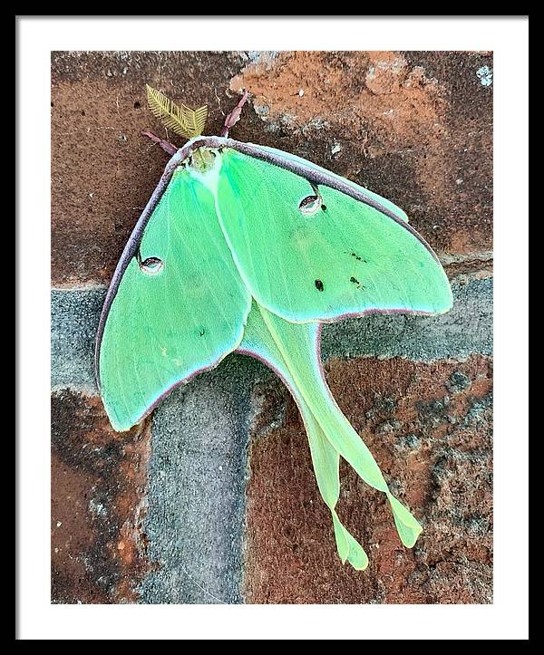 Lunar Moth - Framed Print