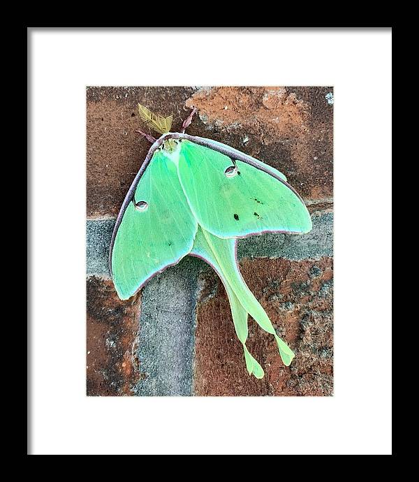 Lunar Moth - Framed Print