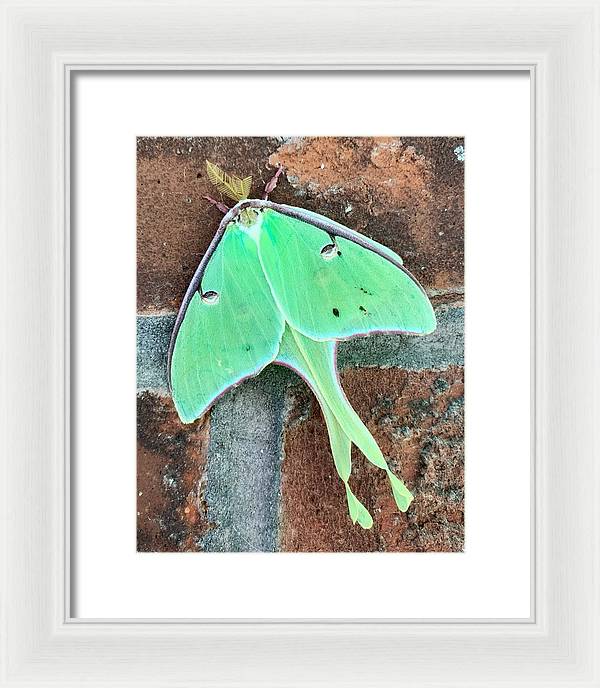 Lunar Moth - Framed Print