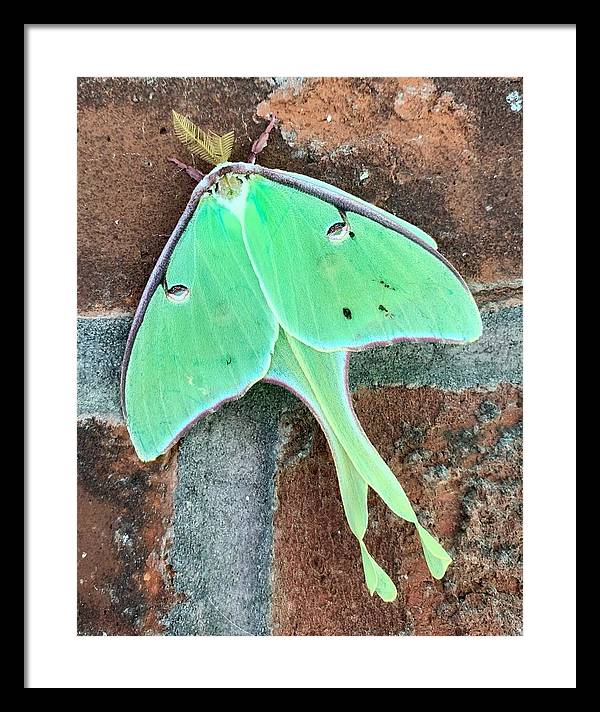 Lunar Moth - Framed Print