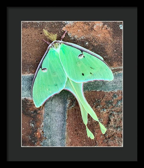 Lunar Moth - Framed Print