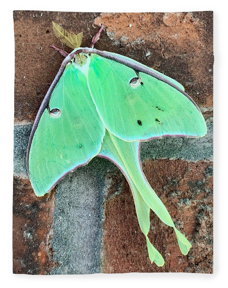 Lunar Moth - Blanket