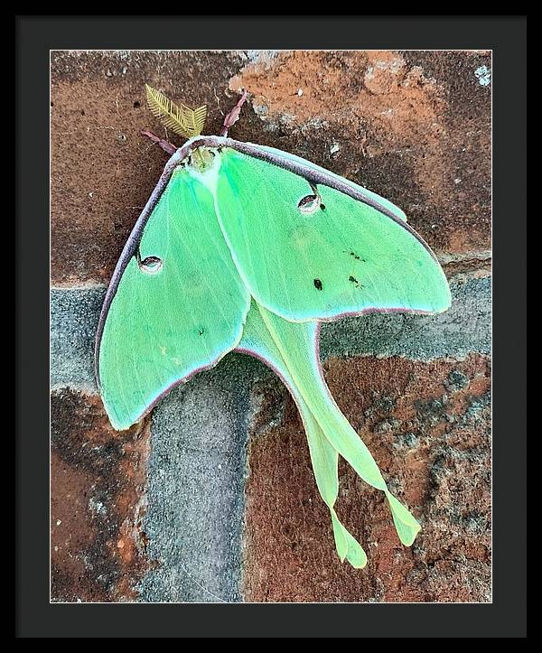 Lunar Moth - Framed Print