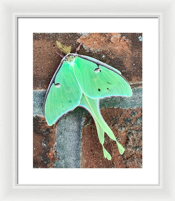 Lunar Moth - Framed Print