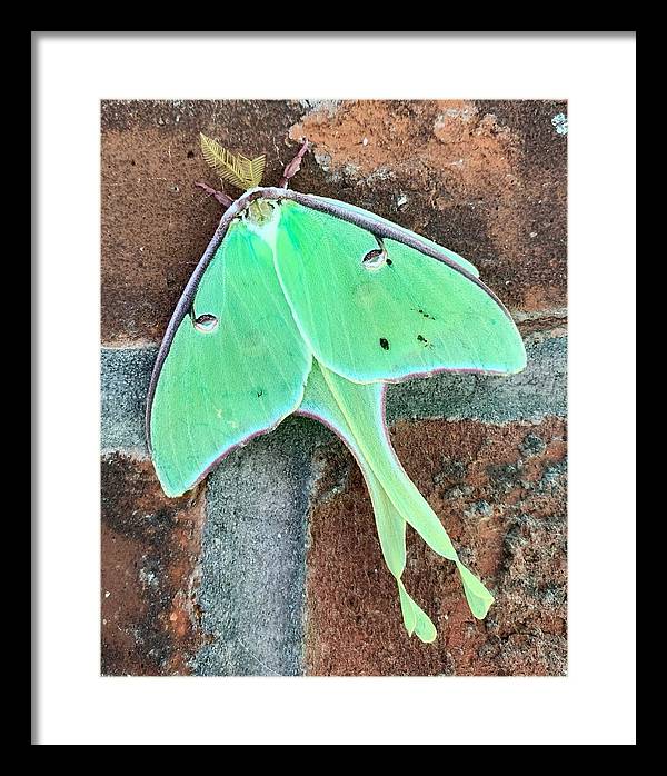 Lunar Moth - Framed Print